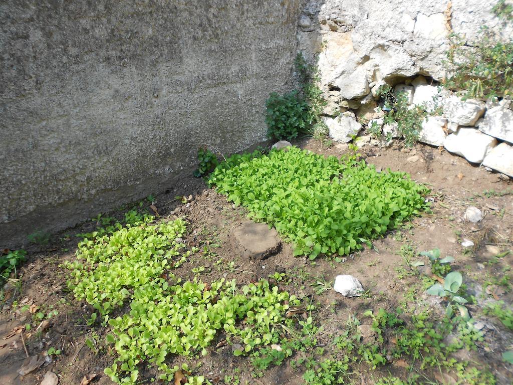 Villa Victoria Ραγκούσα Εξωτερικό φωτογραφία